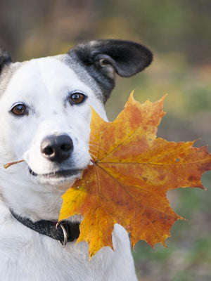 Getting Ready for Fall