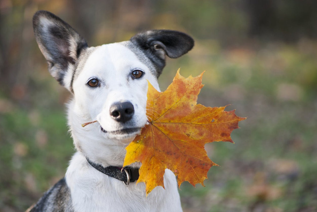 Getting Ready for Fall