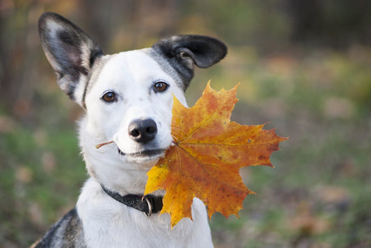 Getting Ready for Fall