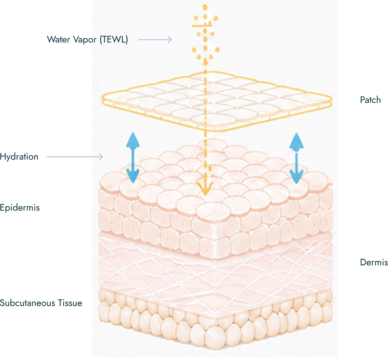 SILICONE FORMS A MICROCLIMATE